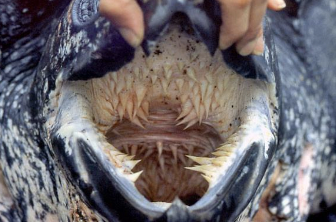 leatherback sea turtle tongue